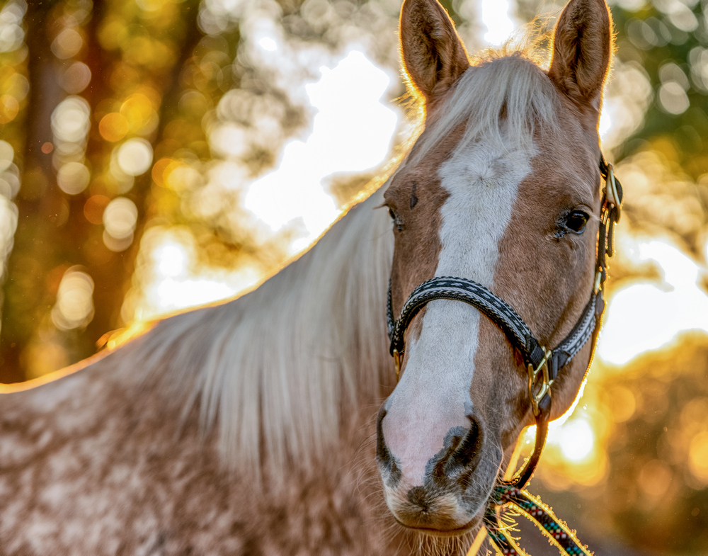 A Beautiful Gold And White Spotted Palomino Quarter Horse